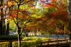 Town of　autumn