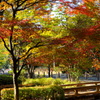 Town of　autumn