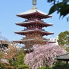 枝垂れ桜
