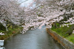 川面の桜