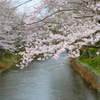 川面の桜