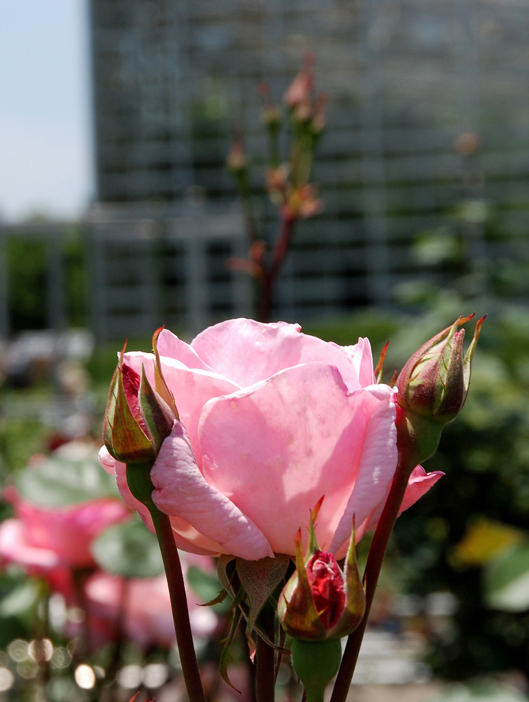 開花待つバラ