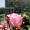 開花待つバラ