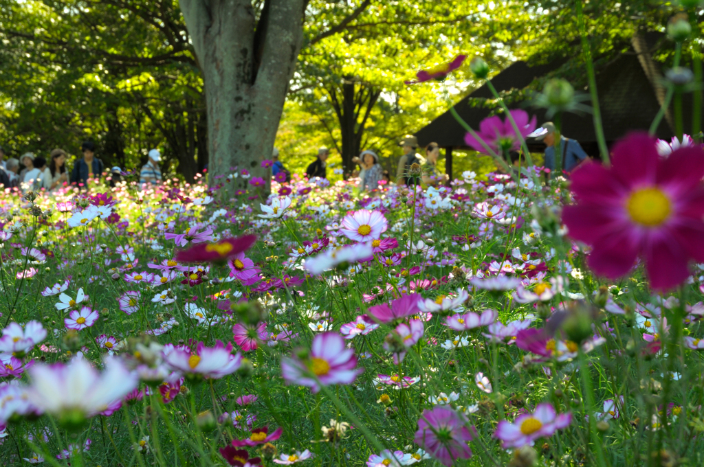花園