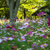花園