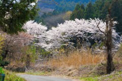 林の中であでやかに