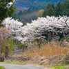 林の中であでやかに