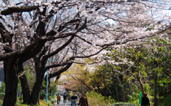 春の日差しの中