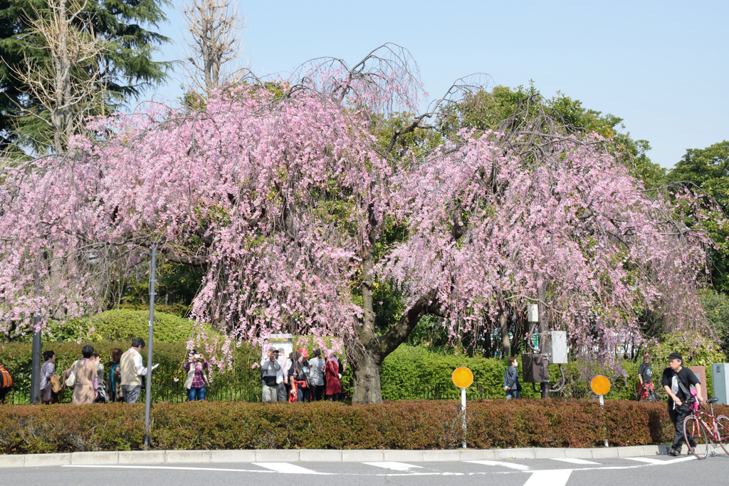 今が盛り