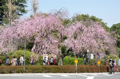 今が盛り
