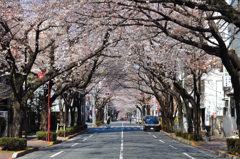 桜並木
