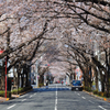桜並木