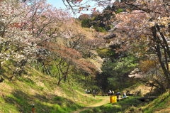 来年春ふたたび