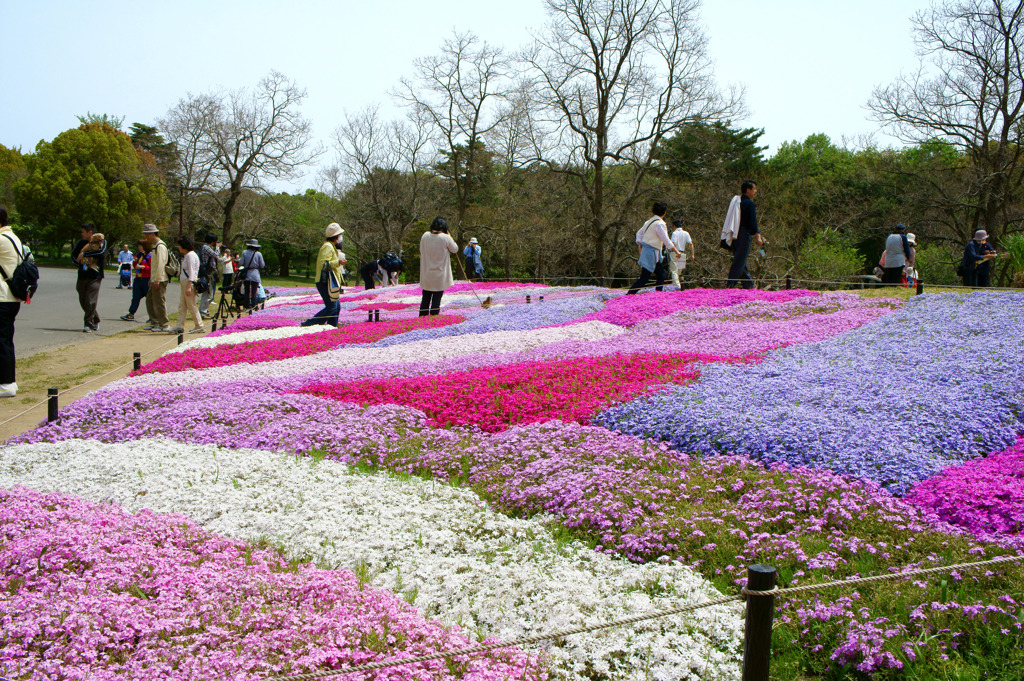 芝桜