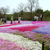 芝桜