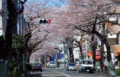 さくら並木