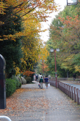 秋色My town