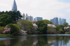 御苑からの風景