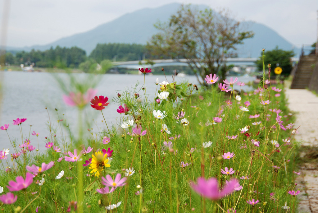 湖畔のコスモス