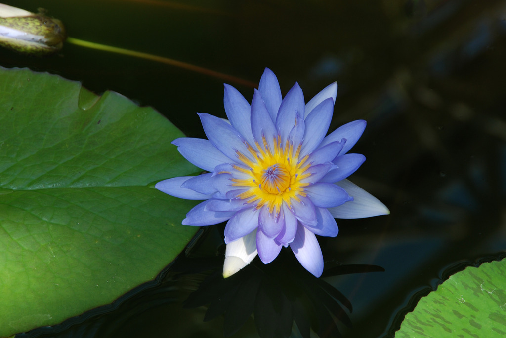 はすの花