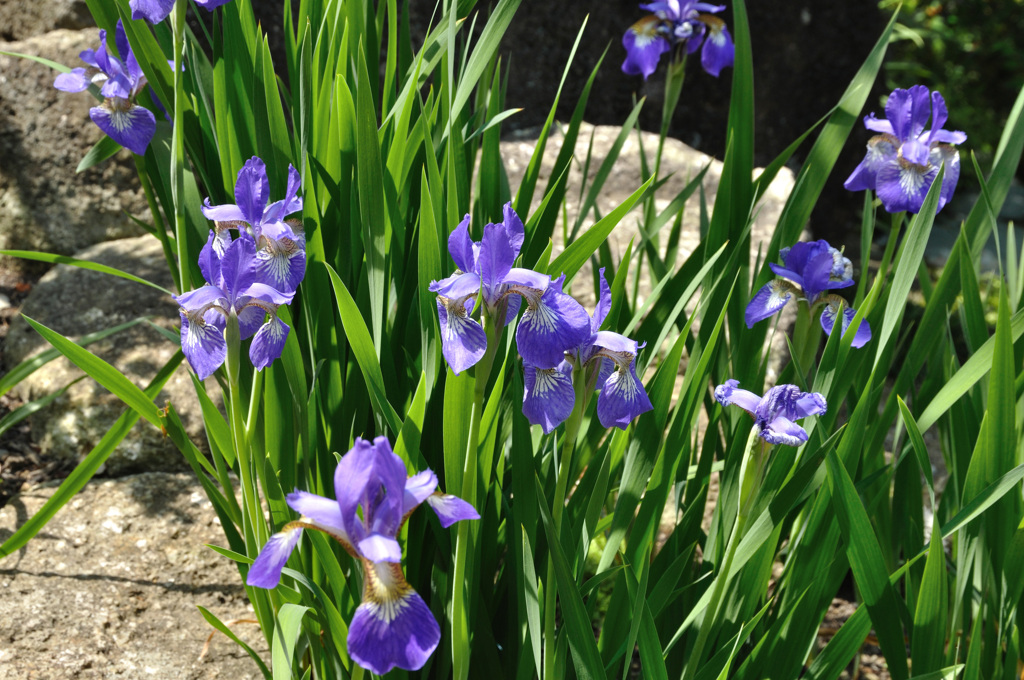 紫の花
