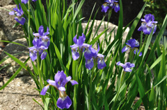 紫の花