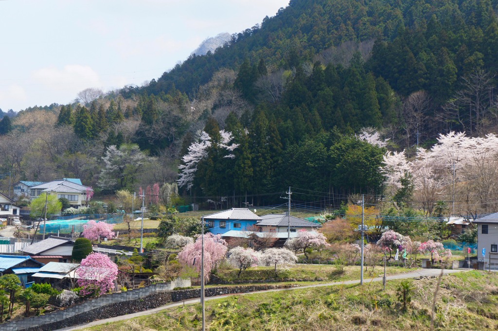 里山の春