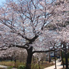 のびやかに