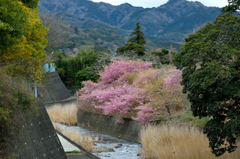 川辺の桜