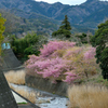 川辺の桜