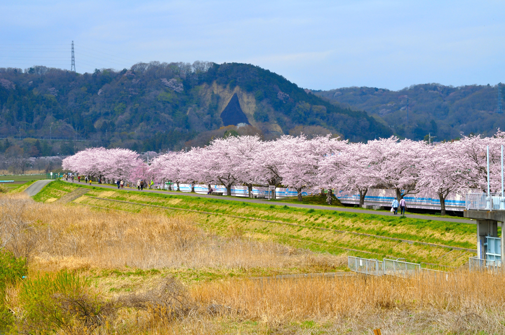 桜道