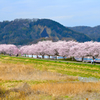 桜道