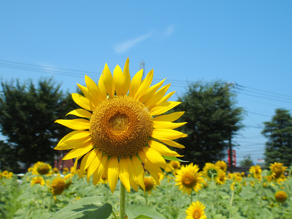 夏カラー