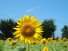 夏カラー
