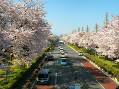 街路樹