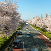 街路樹