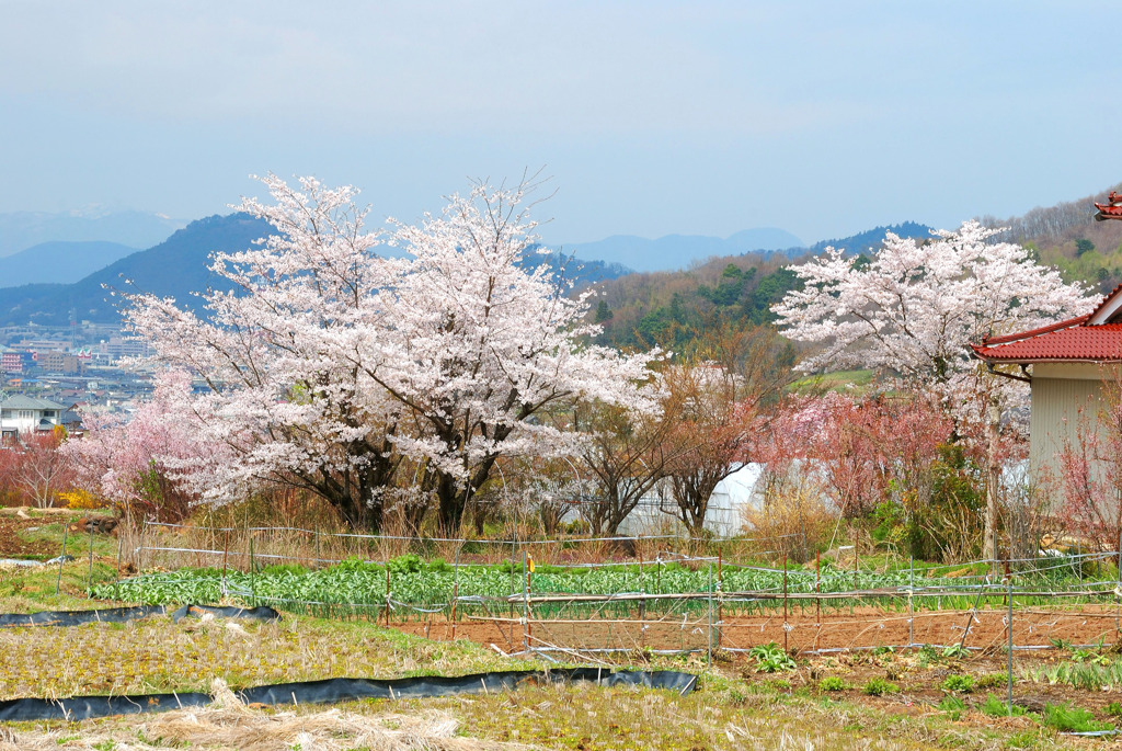 山里の桜