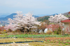 山里の桜