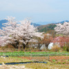 山里の桜