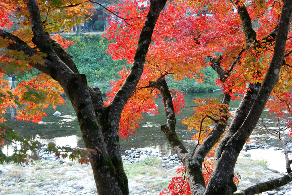 川の流れと紅葉