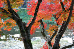 川の流れと紅葉