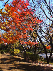 木立