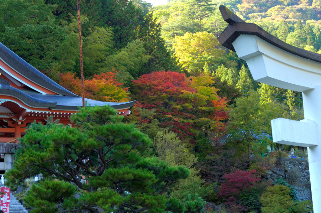 紅秋までもう少し