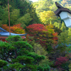 紅秋までもう少し