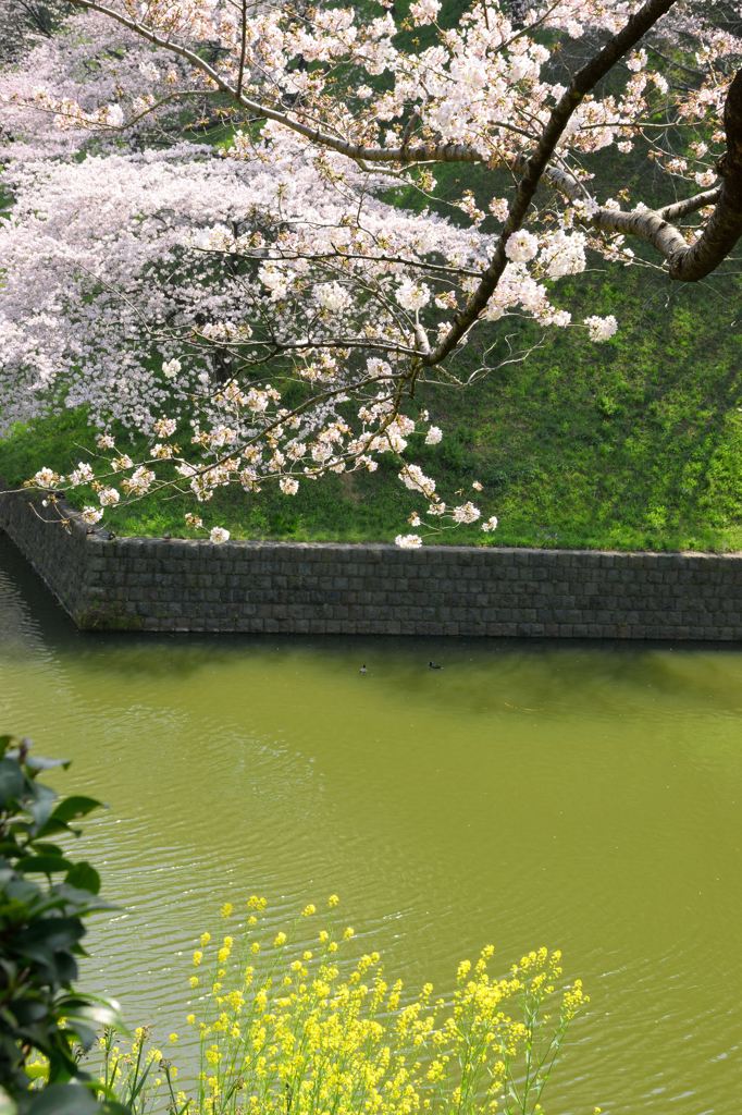 お堀の桜
