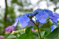 額紫陽花