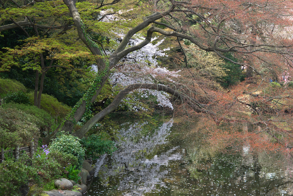 池に映るさくら