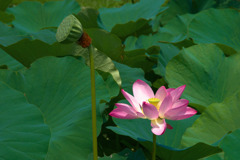 ハスの花ＮＯ２