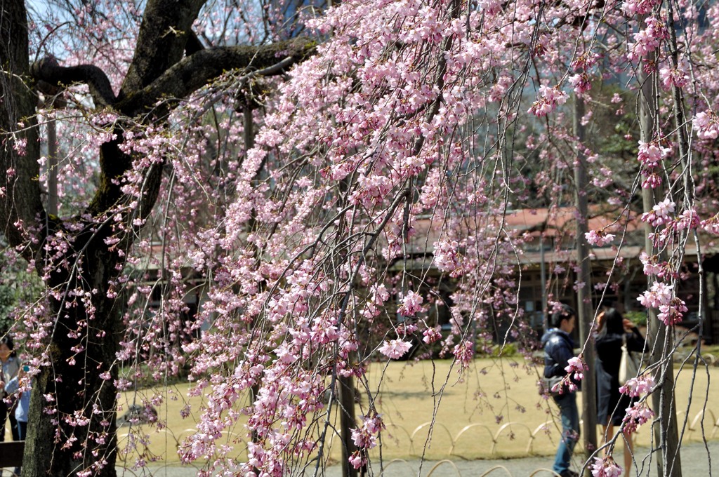 すだれ（シダレ）桜