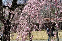 すだれ（シダレ）桜